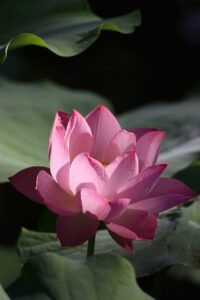 Believing Without Belonging_www.mridconsults.com